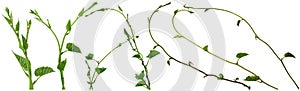 Vine plant, Ivy leaves collection isolated on white background, clipping path