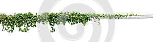 Vine plant, Ivy leaves plant on poles isolated on white background