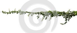 Vine plant jungle, climbing isolated on white background. Clipping path