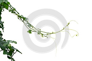 Vine Plant leaves tropic, bush foliage tree isolated on white background have clipping path