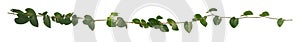 Vine Plant leaves tropic, bush foliage tree isolated on white background have clipping path