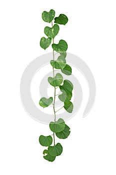 Vine Plant leaves tropic, bush foliage tree isolated on white background have clipping path