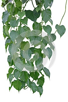 Vine Plant leaves tropic, bush foliage tree isolated on white background have clipping path