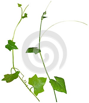 Vine Plant leaves tropic, bush foliage tree isolated on white background have clipping path