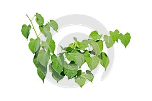 Vine Plant leaves tropic, bush foliage tree isolated on white background have clipping path