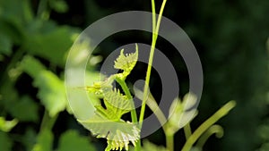 Vine plant in the sunlight