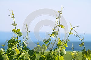 Vine plant on a sunny summer day