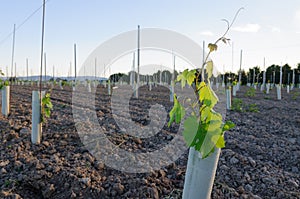 Vine plantation in Emilia Romagna Italy photo