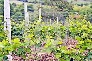 A vine plantation in Ohrid, Macodonia