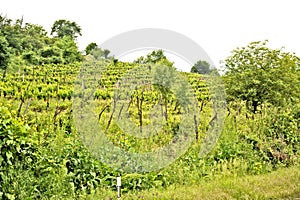 A vine plantation in Ohrid, Macodonia