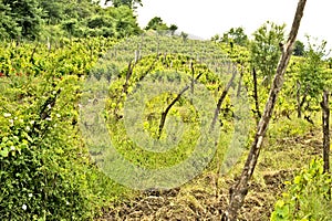 A vine plantation in Ohrid, Macodonia