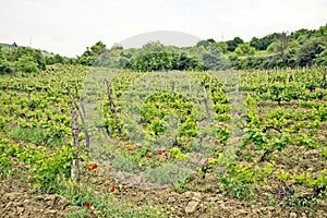 A vine plantation in Ohrid, Macodonia