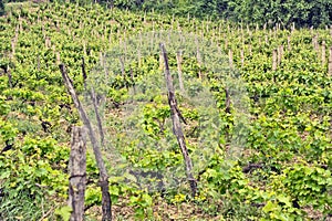 A vine plantation in Ohrid, Macodonia