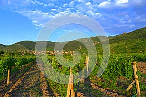 Vine plantations,Bulgaria