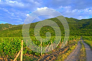 Vine plantations in mountain foothills