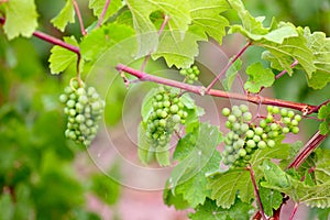 Vine plants