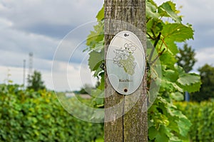 Vine plants with a `Bacchus` sign on a vineyard