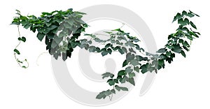Vine plants, Greenery leaves isolated on white background have clipping path