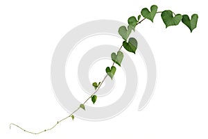 Vine plants isolated on white background, clipping path.