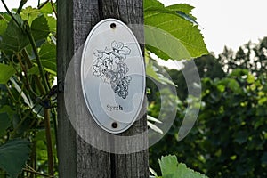Vine plants with a `Syrah` sign on a vineyard