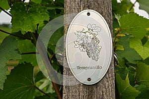 Vine plants with a `Tempranillo` sign on a vineyard