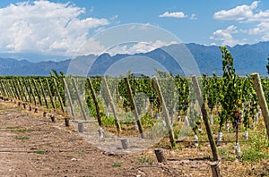 Vine plants in a vineyard in Mendoza on a sunny day with blue sky.