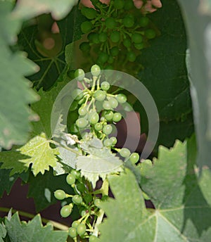 The vine plants of the vineyards of carignano photo