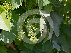 The vine plants of the vineyards of carignano photo