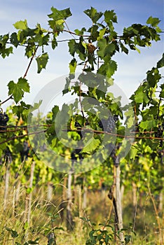 Vine of red Chianti grapes