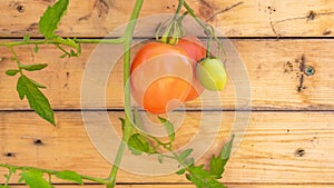 Vine red Roma plum tomato plant and unripe green tomato on a wood background, useful for copy space or a graphic banner, depicting