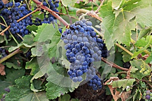 Vine and ripe grapes