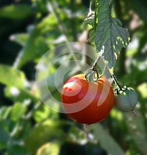 Vine Ripe Tomato Growing