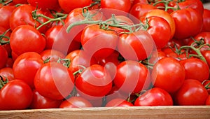 Vine Ripened Tomatoes photo