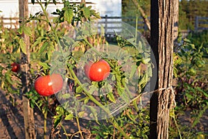 Vine Ripened Tomatoes