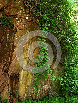 Vine on Rock Wall along Elkin & Alleghany Rail Trail