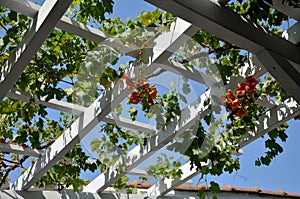 Vine on Roof Structure