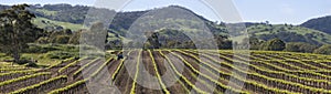 Vine rows in the Barossa Valley