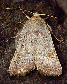 Vine's rustic moth (Hoplodrina ambigua)