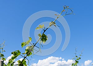 Vine shoot on bright blue sky background