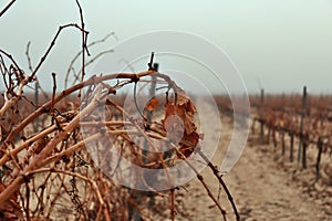 Vine shoot detail of vineyard view with orange tones in autumn