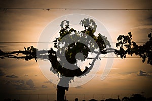 Vine Silhouette photo