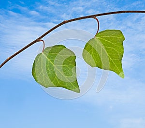 Vine on sky background