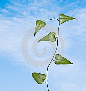 Vine on sky background