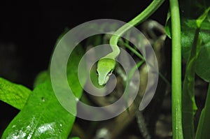 Vine Snake