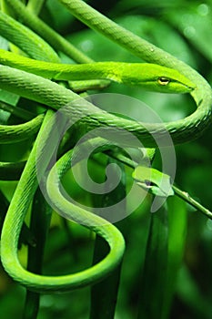 Vine snake