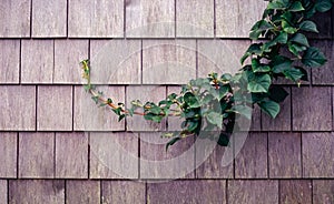 A Vine Snakes Along a Cedar Shingled Wall