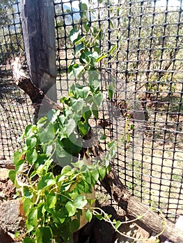 a vine spinach in the middle of semi arid desert. photo