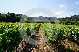 Vine spraying of grapevine in medoc Bordeaux vineyard in france