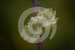 Vine sprout. Bud on the grape branch in a wine yeard