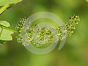 Vine sprout with flowering grape vine